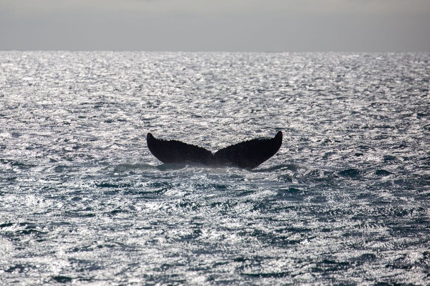 Koa Kai Sunset Whale Watch Adventure in Maui