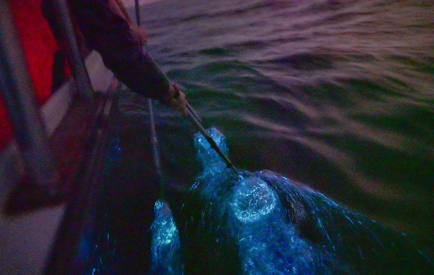 Blue Tears Experience with Boat Cruise at Kuala Selangor