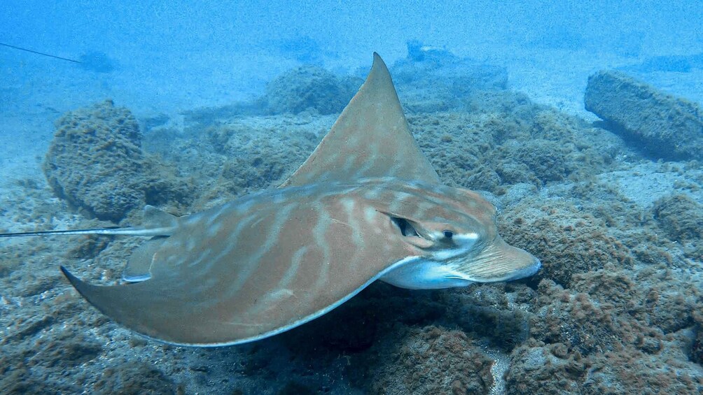 Picture 5 for Activity South Tenerife: Guided Snorkeling