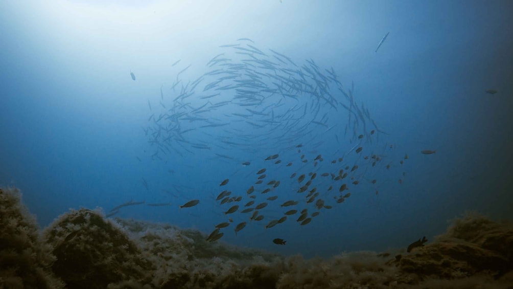 Picture 4 for Activity South Tenerife: Guided Snorkeling