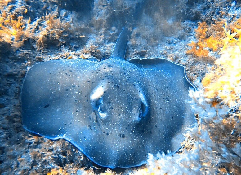 Picture 2 for Activity Gran Canaria: Scuba Diving for Beginners