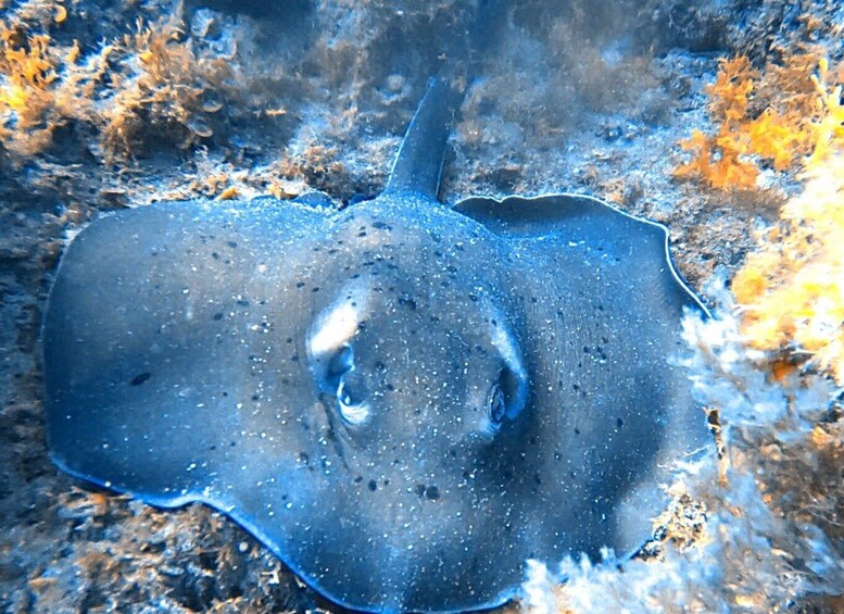 Picture 2 for Activity Gran Canaria: Scuba Diving for Beginners