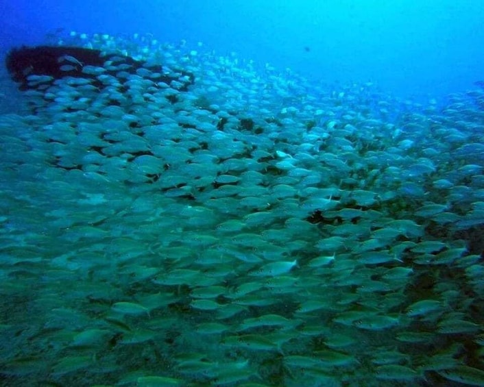 Picture 8 for Activity Gran Canaria: Scuba Diving for Beginners