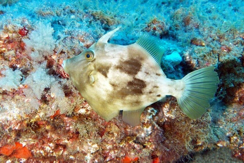 Picture 6 for Activity Gran Canaria: Scuba Diving for Beginners