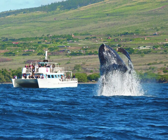 Favorite Oahu Whale Watch! (2 Hour Tour! Ala Wai Harbor, Oahu)