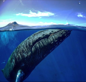 Favourite Oahu Whale Watch! (2 Hour Tour! Ala Wai Harbour, Oahu)