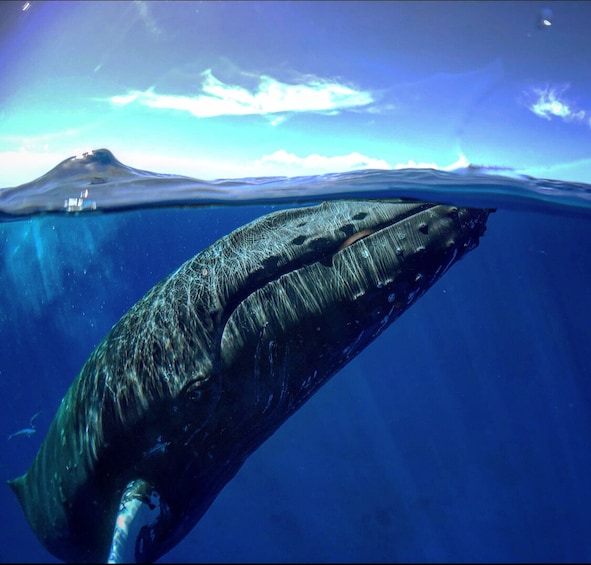 Waikiki Whale Watching