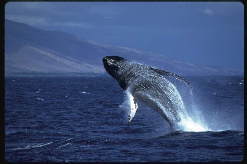 Favorite Oahu Whale Watch! (2 Hour Tour! Ala Wai Harbor, Oahu)