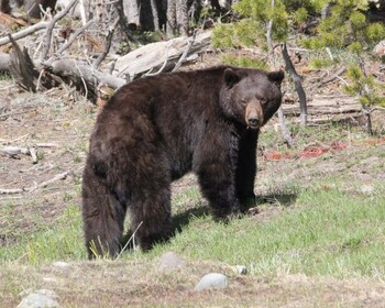 Jackson Hole: Yellowstone Lower Loop Upper Loop 2-dages tur