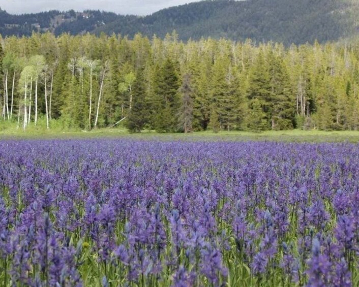 Picture 3 for Activity Jackson Hole: Yellowstone Lower Loop Upper Loop 2-Day Tour