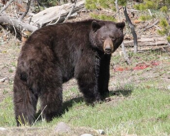 Jackson Hole: Yellowstone Lower Loop Upper Loop 2-Day Tour