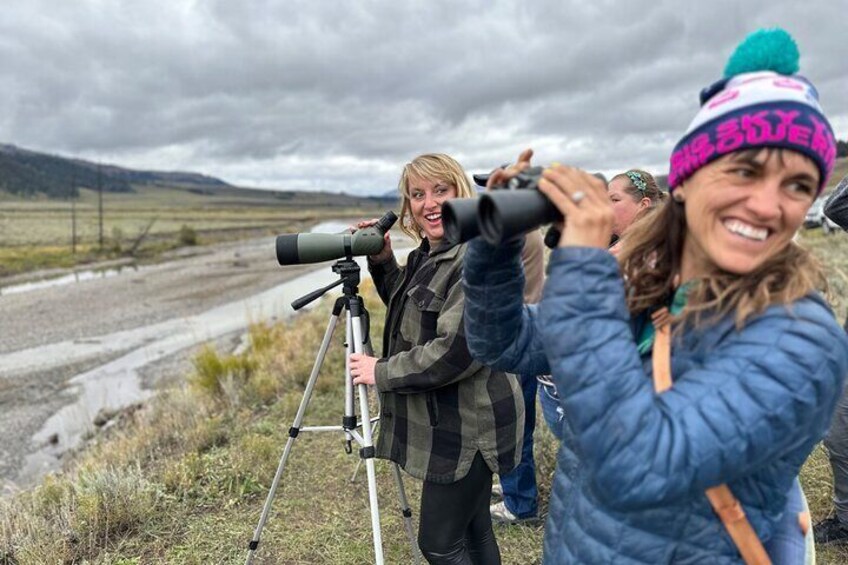 Yellowstone Upper Loop Wildlife Safari + Waterfalls with lunch!