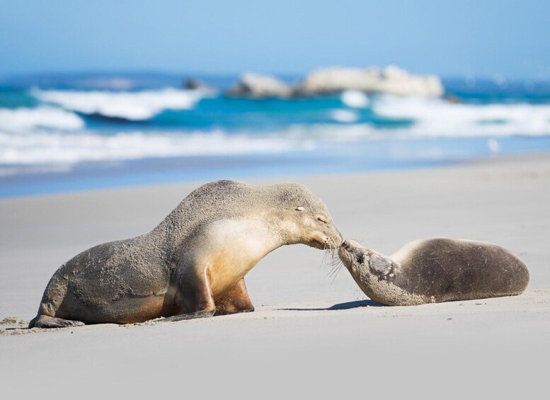 Kangaroo Island Seal Bay Beach Experience - Guided Tour