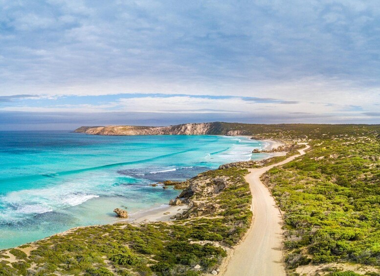 Picture 5 for Activity Kangaroo Island Seal Bay Beach Experience - Guided Tour