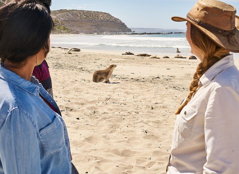 Picture 2 for Activity Kangaroo Island Seal Bay Beach Experience - Guided Tour