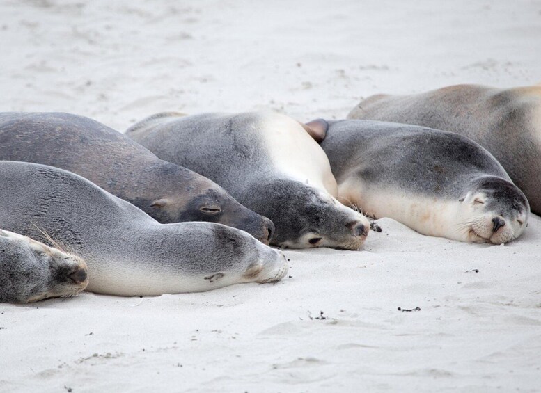 Picture 1 for Activity Kangaroo Island Seal Bay Beach Experience - Guided Tour