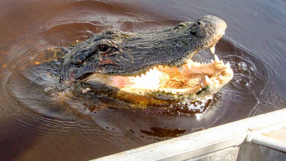 Picture 4 for Activity Everglades: Mangrove Maze Airboat Tour and Boardwalk