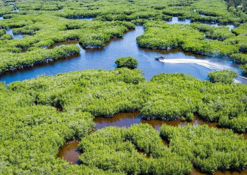 Picture 2 for Activity Everglades: Mangrove Maze Airboat Tour and Boardwalk