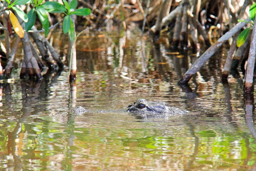 Picture 5 for Activity Everglades: Mangrove Maze Airboat Tour and Boardwalk