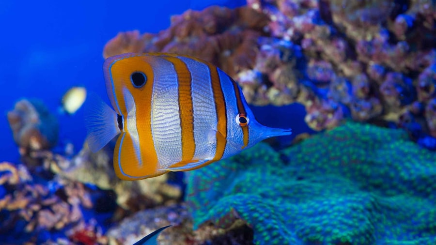 Genoa: Aquarium, Galata Museum and Submarine Entry Tickets