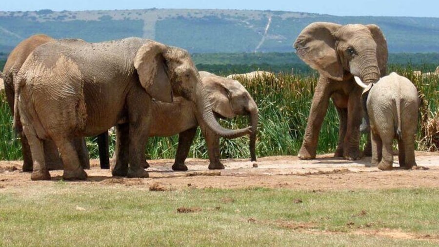 5-day Garden Route Tour from Cape Town to Addo Safari