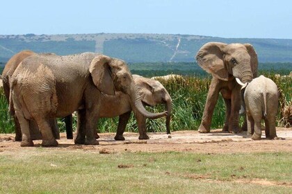 4-day Garden Route Private Tour from Cape Town to Addo Safari