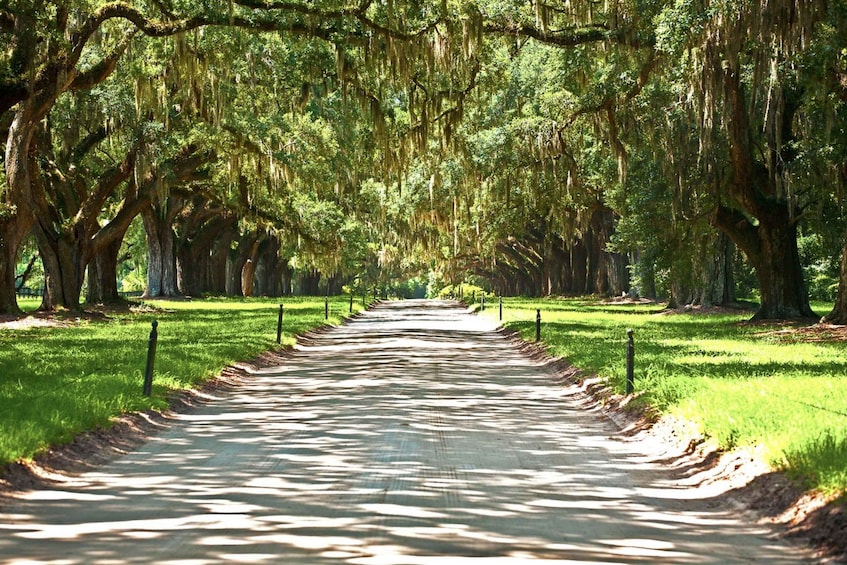Picture 1 for Activity Louisiana: Laura, Oak Alley, or Whitney Plantation Tours