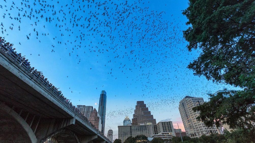 View of bats flying into evening sky in Austin