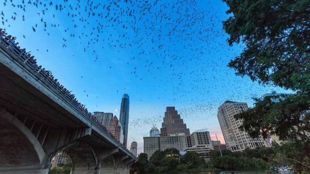 Bridge in Austin