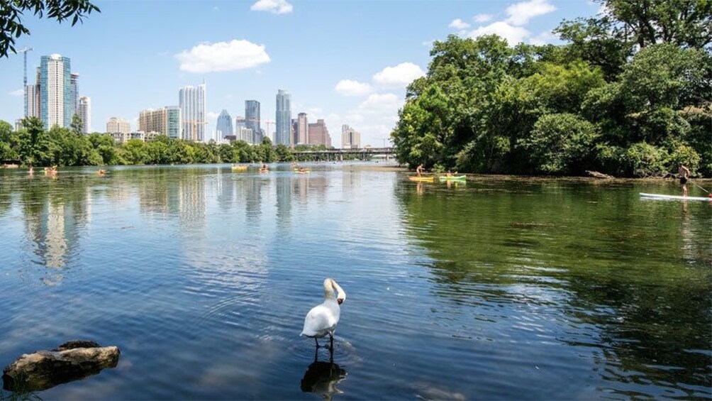 Swan in a river with paddle boarder nearby in Austin