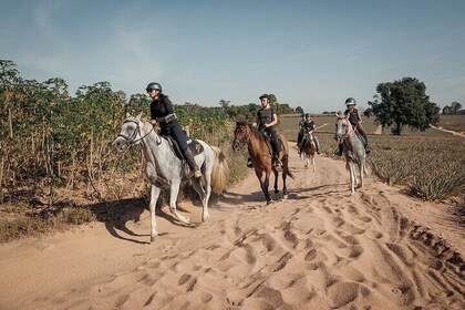 2 Hours Scenic Horse Trail Riding in Pattaya Thailand