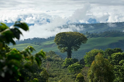 Journée entière de café à la Casa Hacienda La Esperanza