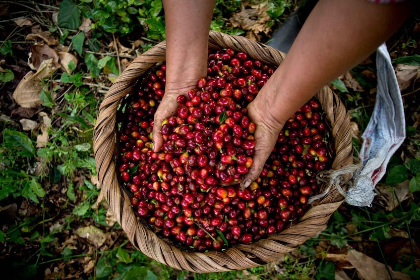 Picture 1 for Activity Casa Hacienda La Esperanza Full Day Coffee Experience