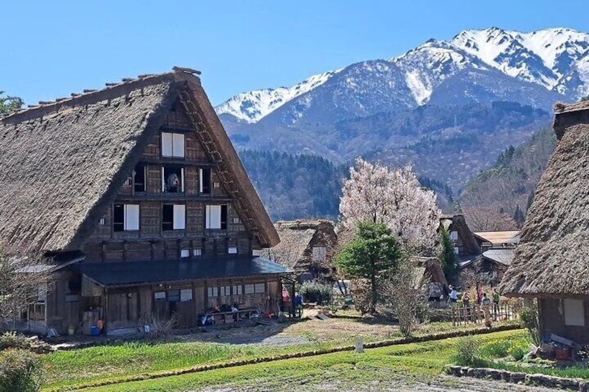 Shirakawago in Spring