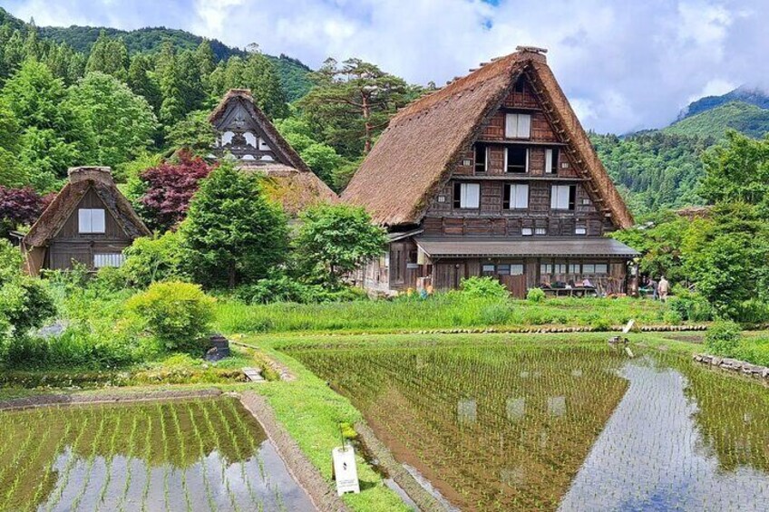 Shirakawago in June : Photo courtesy of Shirakawa-go Tourist Association