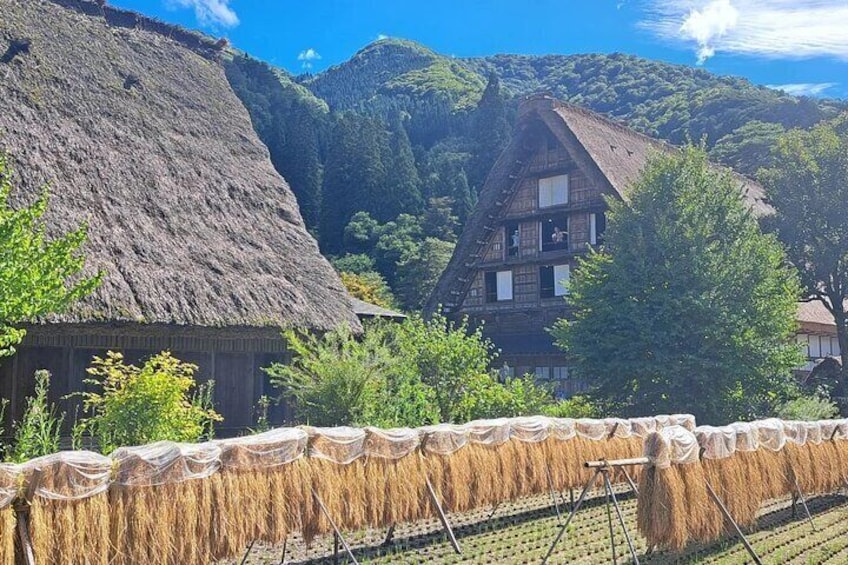 1-Day Shirakawago & Takayama Tour (Round Trip from Kanazawa)