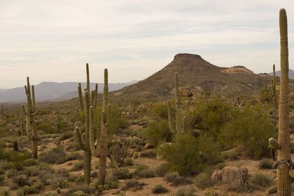 Scottsdale: Half-Day Sonoran Desert Hiking Tour