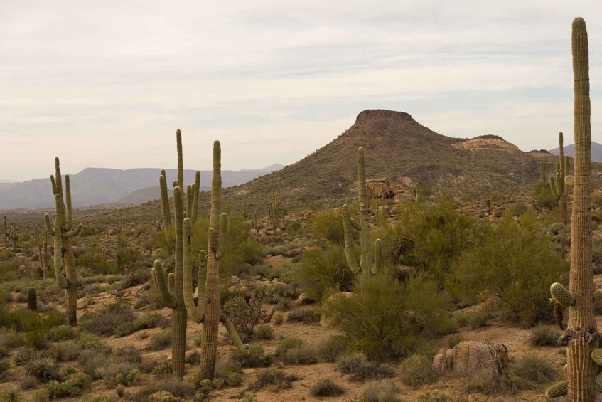 Scottsdale: Half-Day Sonoran Desert Hiking Tour