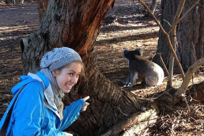 Guided Koala Walk and Bushfire ecology tour