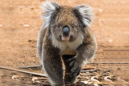 Guided Koala Walk and Bushfire ecology tour