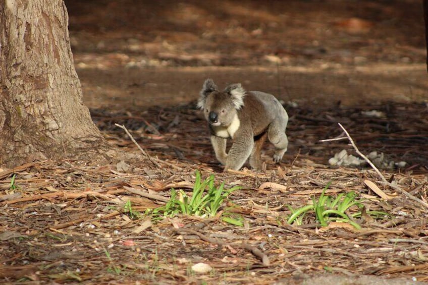 Guided Koala Walk and Bushfire ecology tour