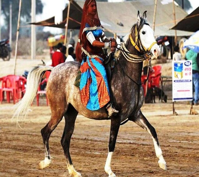 Picture 2 for Activity Udaipur: Evening Horse Riding Experience in the Countryside