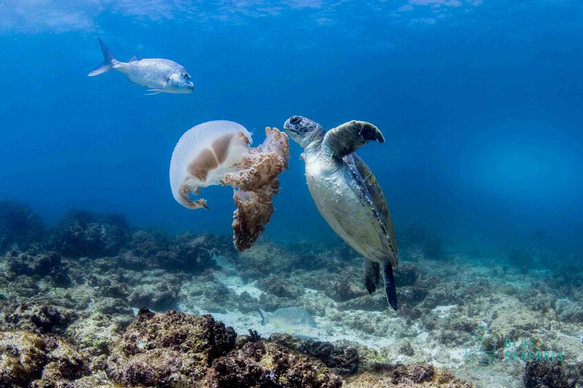 Picture 1 for Activity Gold Coast: Cook Island Snorkel Tour with Guide