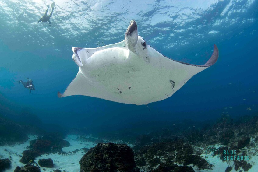 Picture 5 for Activity Gold Coast: Cook Island Snorkel Tour with Guide