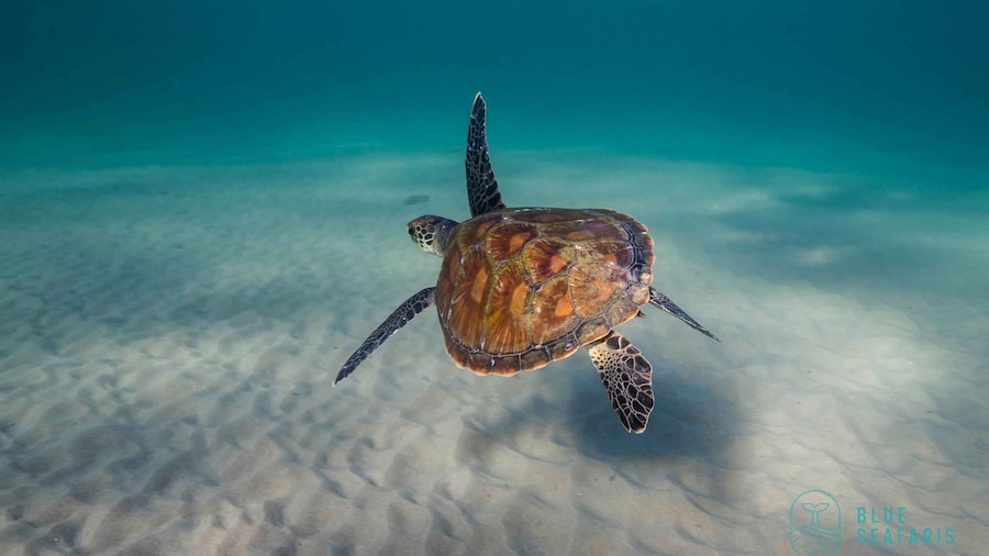 Gold Coast: Cook Island Snorkel Tour with Guide
