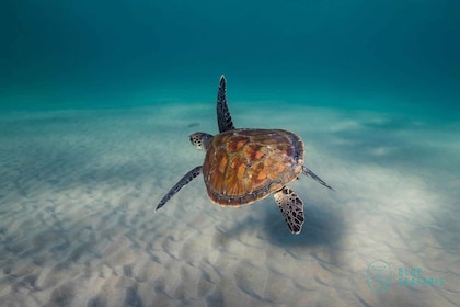 Goudkust: Snorkelen met schildpadden