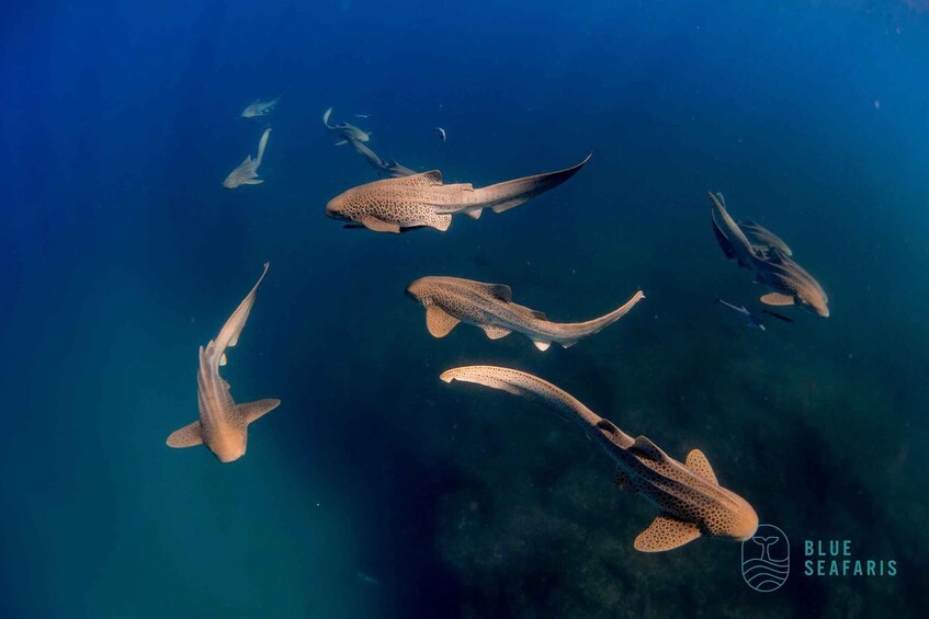 Picture 6 for Activity Gold Coast: Cook Island Snorkel Tour with Guide