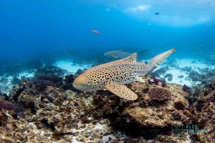 Picture 2 for Activity Gold Coast: Cook Island Snorkel Tour with Guide