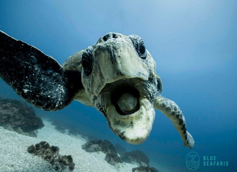 Picture 3 for Activity Gold Coast: Cook Island Snorkel Tour with Guide