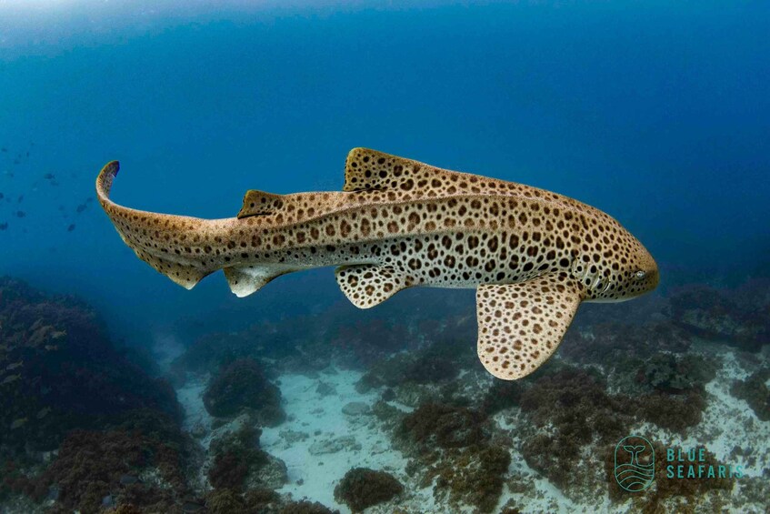 Picture 4 for Activity Gold Coast: Cook Island Snorkel Tour with Guide